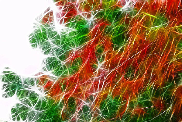 ���Ի�����Ҷ��