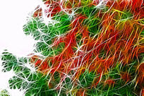 ���Ի�����Ҷ��