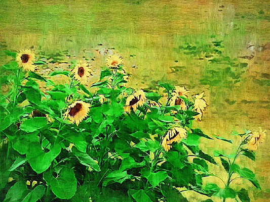 ���Ի������տ���