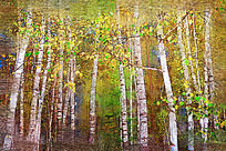 �����ͻ�����������ɫ��