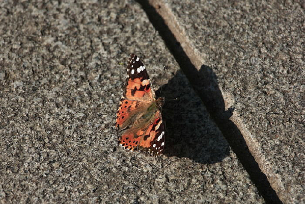 ���ϵĻ�����