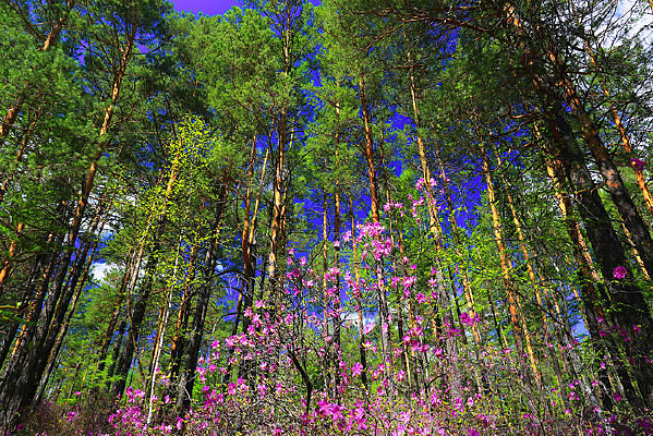 �ž黨ʢ��������