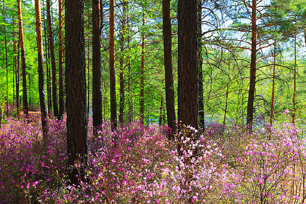 �ž����ַ羰