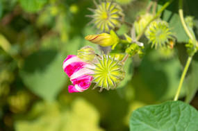 ����Ұ��