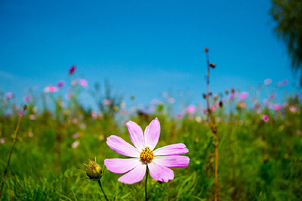 ��ɫ����