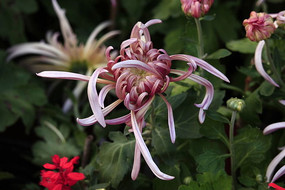 ��ɫ��˿�ջ�