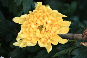 ���ĵĻ�ɫ�ջ�