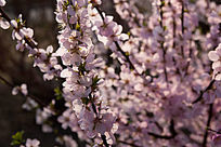 ��Ӱ�е�ӣ��