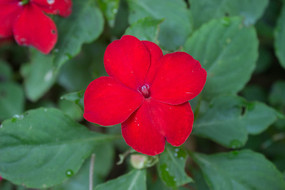 ��ɫ���޷��ɻ�