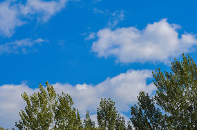 �����µ���ľ