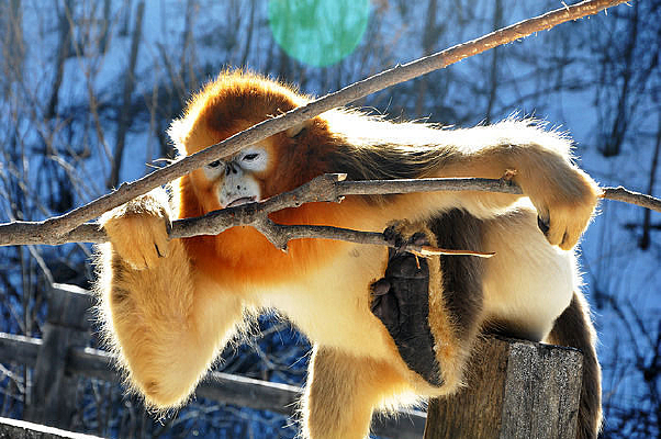 �ʳ��еĽ�˿��