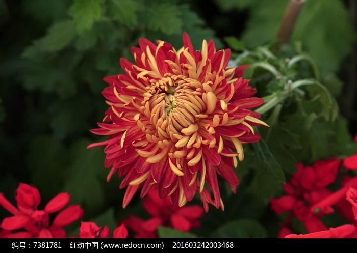 ʢ���ľջ�ͼƬ