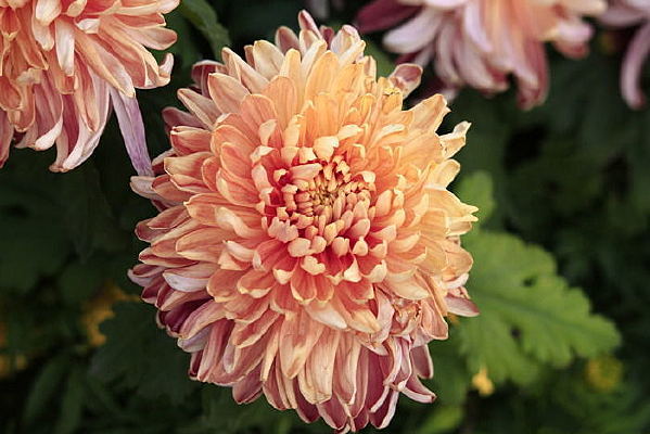 ʢ������ۻ�ɫ�ջ�