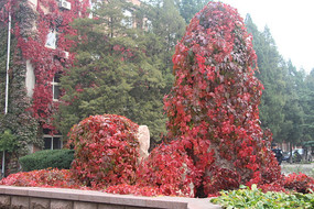 ������ɽ��