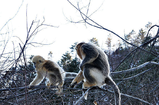 ��֦�ϵĽ�˿��