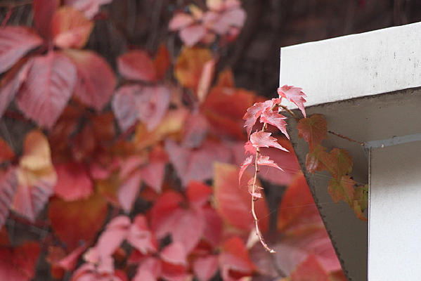 �����µ�֦��