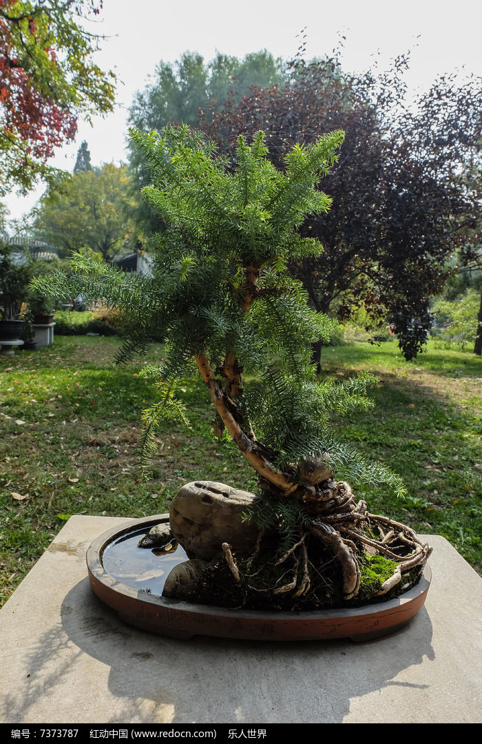 镶在石头里的盆景图片