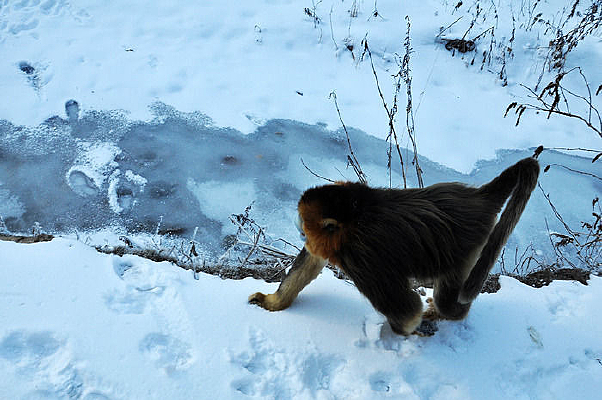 ѩ�����еĽ�˿��