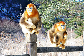 һ�Խ�˿�����