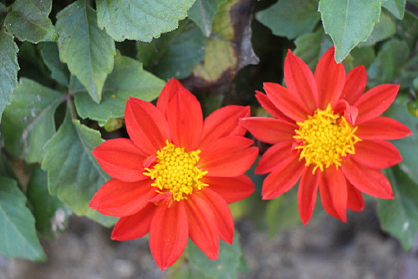 һ�������Ļ���