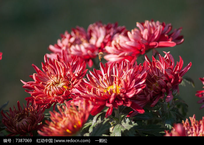 大紅色的菊花