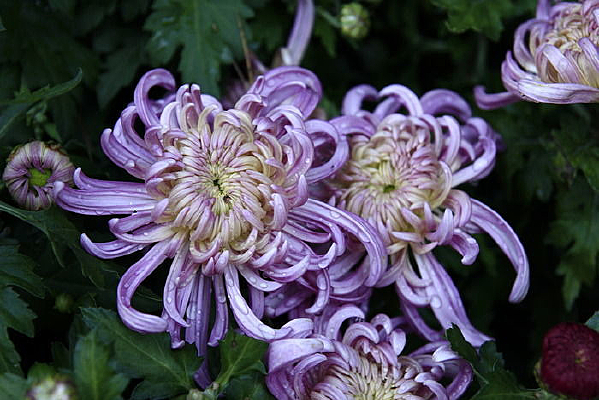 ��ˮ���ǳ�Ͼջ�