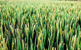 �ճ����ˮ��