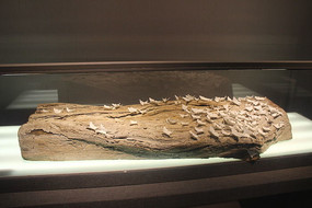 �����ɵ�