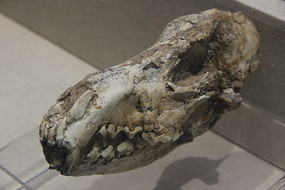 �Ŵ���ͷ��ʯ