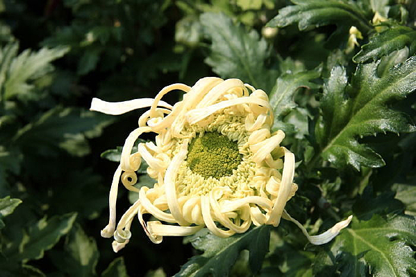 ��ɫ���İ뿪�ľջ�