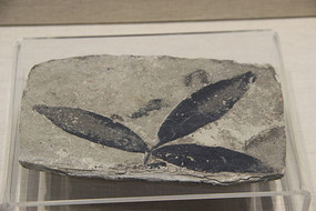 ��ɽ����Ҷ�ӻ�ʯ