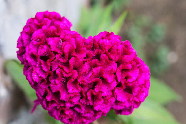 ���ڻ���Ӱͼ