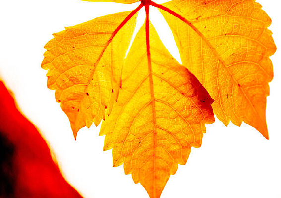 ��ɫҶ�ӽ�ɫ����