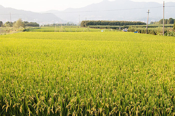 �����ˮ����