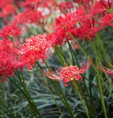 ����ɳ��ͼ