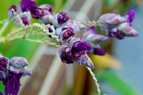 Ҷ�ӵ�����