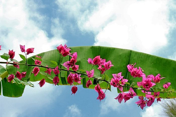 �Ž�Ҷ����÷