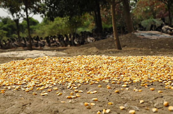 �ȴ�ιʳ��ҰѼ