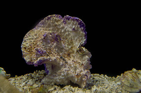 ������ֲ