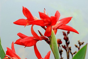 ��ɫ���˽�