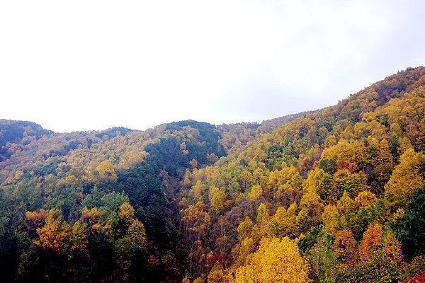 ���ɫ����