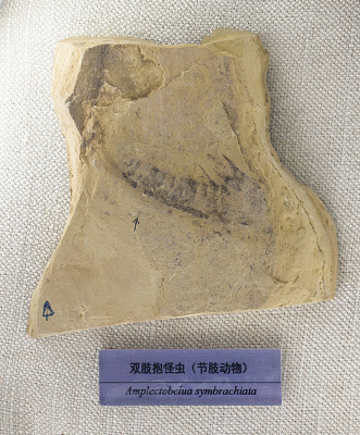 ˫֫���ֳ滯ʯ