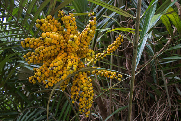 �����ƹ�ʵ