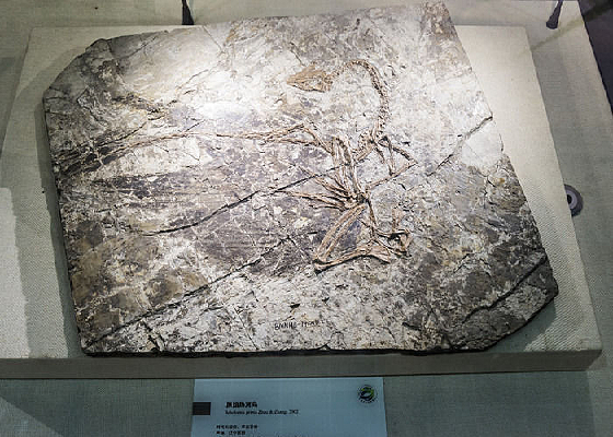 ԭʼ�Ⱥ���ʯ