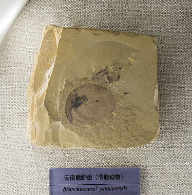 ������Ϻ�滯ʯ