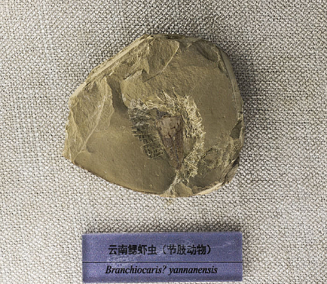 ������Ϻ��ʯ