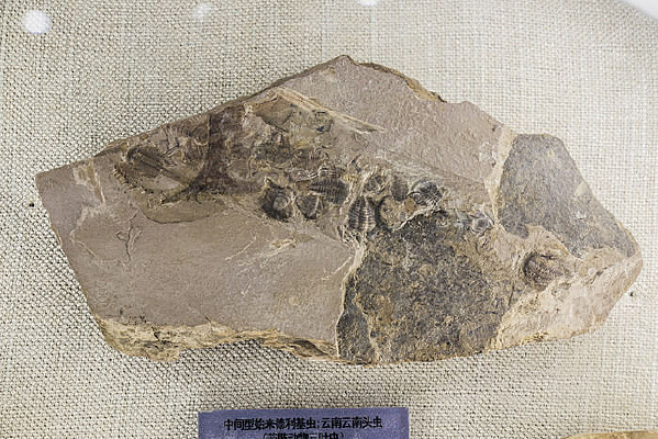 ��������ͷ�滯ʯ