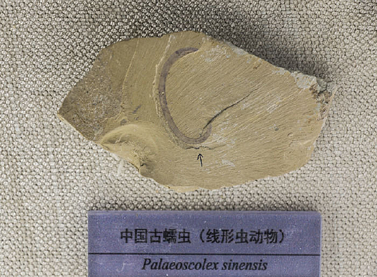 �й�����滯ʯ