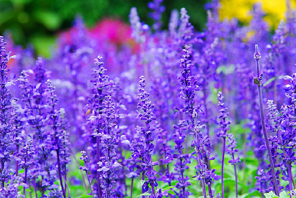 ��ɫ�����ǻ�