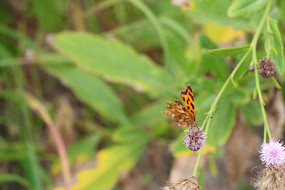 �����Ļ�����